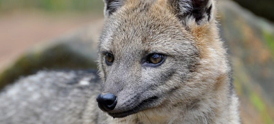Dagma rescató un zorro cañero en el barrio El Jardín, sur de Cali