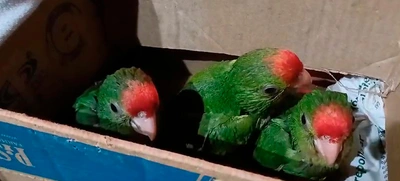 Se intensifican operativos de control contra el tráfico de flora y fauna  silvestre