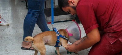 Unidad Administrativa Especial de Protección Animal realizó jornada de  esterilización en la Comuna 20 de Cali