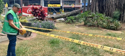 Una poda irregular habría causado la afectación del emblemático árbol de caucho en el Parque del Perro