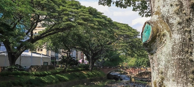 Naciones Unidas para la Agricultura y la Alimentación y la Fundación Arbor Day hacen nuevo reconocimiento internacional a Cali