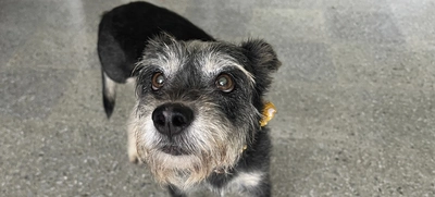 Perritos del Centro de Bienestar - Protección Animal se toman el Estadio Pascual Guerrero