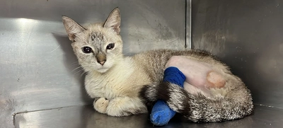 Centro de Bienestar Animal salva la vida de Arkana, víctima de presunto falso veterinario