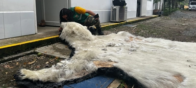 El Dagma continúa con el proceso de investigación de la que sería la piel de un oso polar que llegó a Cali