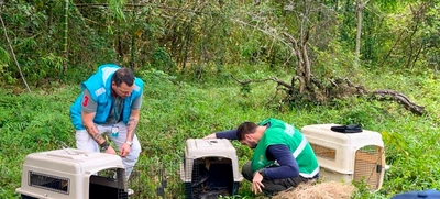 45 animales silvestres fueron liberados en las montañas de Cali