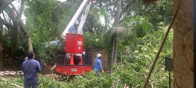 Dagma intensifica atención de emergencias arbóreas
