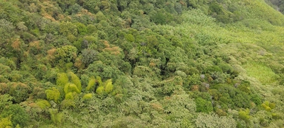 Acciones que conectan con la COP16: Metro Cali entregó un bosque reforestado a la CVC