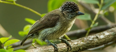 Cali se suma al ‘Global Big Day’, una jornada mundial de avistamiento de aves