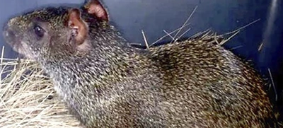 En Cali no está permitido el consumo de carne de animales silvestres: Dagma