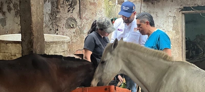 UAEPA rescata cuatro caballos en operativo en la comuna 19 sector La Sirena