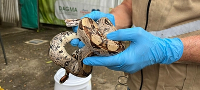 Cali rechaza el tráfico de fauna silvestre: 30 boas han sido atendidas en 2024 por el Dagma