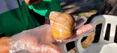 Dagma alerta sobre proliferación del caracol africano en varias  comunas de Cali