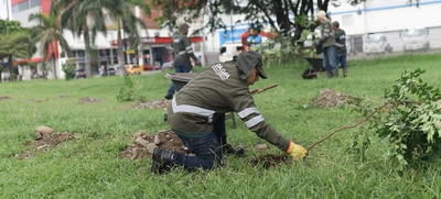 Participa en las siembras masivas de árboles y ayuda a fortalecer los bosques urbanos de ‘Cali, Capital Pacífica de Colombia’
