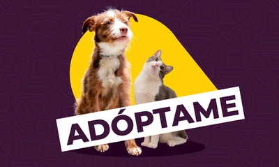 Jornada de adopción en el CAM: ¡encuentra a tu compañero perfecto!