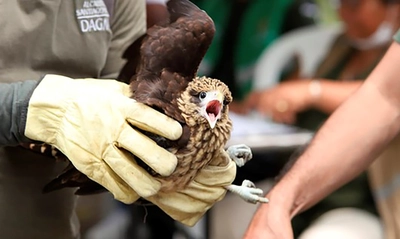 Cali no baja la guardia en su lucha contra el tráfico ilegal de fauna silvestre