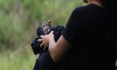 Más de 700 animales silvestres fueron liberados por el Dagma en las montañas de Cali durante el primer semestre de 2024