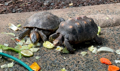 105 animales recuperados en el Hogar de Paso del Dagma, serán enviados a Cartagena y liberados en su hábitat natural
