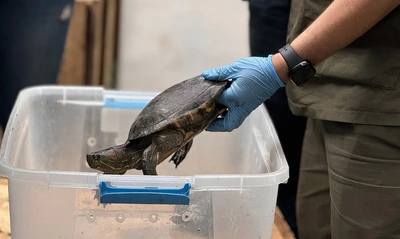 900 animales han sido recibidos este año en el Hogar de Paso del Dagma