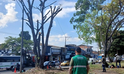 Avanzan las intervenciones de recuperación ambiental y paisajística en  el separador vial de la calle 25