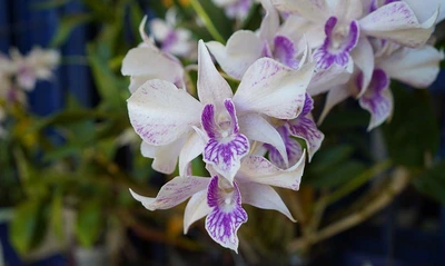 El Orquideorama: un espacio único para conectarte con la naturaleza, realizar reuniones, exposiciones y conferencias