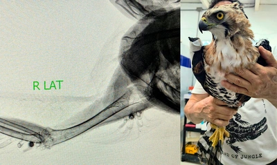Un águila coronada afectada por perdigones fue rescatada en el parque  El Ingenio: ya está en el Hogar de Paso del Dagma