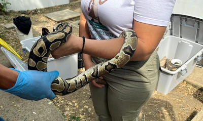 Veterinarios del Dagma realizarán una cirugía vital para salvar a dos  boas en el Hogar de Paso