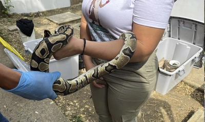 DAGMA realizó cirugía vital para salvar a boas afectadas con un virus