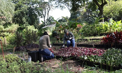 ‘Volvamos a mi Cali Bella’: Dagma alista 300 plantas rojas para iniciar la recuperación ambiental del puente de la autopista Suroriental con calle 25