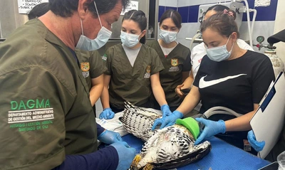 En el Hogar de Paso del Dagma avanza la recuperación del águila coronada herida: hay esperanza de libertad para una especie en peligro