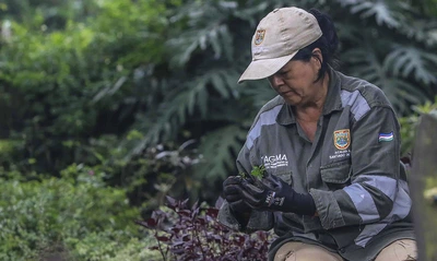 Con la reproducción de más de 43 mil plantas, avanzan en Cali los trabajos de ajardinamiento y renaturalización