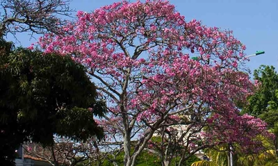 Intentan envenenar un árbol de guayacán en el barrio Tequendama: autoridades ambientales le hacen seguimiento al caso