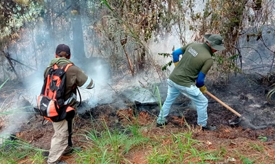 Dagma inició labores para recuperar áreas afectadas por los incendios  forestales en Los Andes