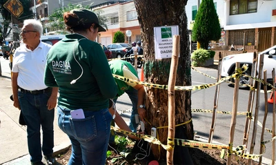 En excelente estado de salud  se encuentra el Guayacán del barrio Tequendama