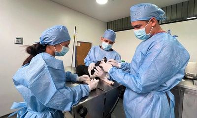 Jornadas de esterilización gratuita en Santiago de Cali continúan esta semana en diferentes comunas