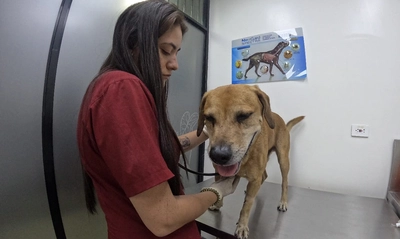 Mateo, el perrito rescatado del incendio en El Guabal, se encuentra estable y bajo estricta observación médica