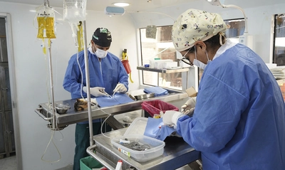 Protección Animal anuncia semana de esterilizaciones gratuitas en Cali