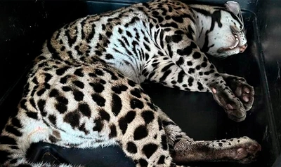 Dagma recuperó un tigrillo que se encontraba cautivo en un conjunto  residencial al sur de Cali