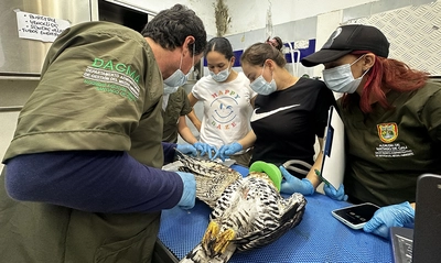 Tras dos meses de recuperación, el águila coronada herida con perdigones logró rehabilitarse en el Hogar de Paso del Dagma y será liberada