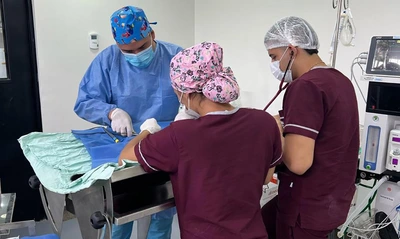 La UAEPA anuncia jornadas de esterilización gratuita en diferentes comunas y corregimientos de Cali