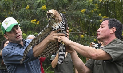 El águila ‘Kali’ retornó a su hábitat natural en la ‘sucursal del cielo’