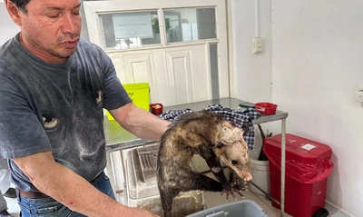 Veterinarios del Dagma luchan por salvar a una zarigüeya herida con  machete