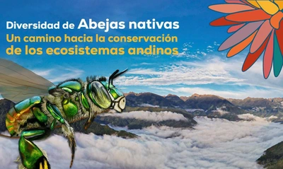 Con panel sobre las abejas nativas y su rol en la conservación de los ecosistemas andinos, continúa este lunes agenda académica COP16