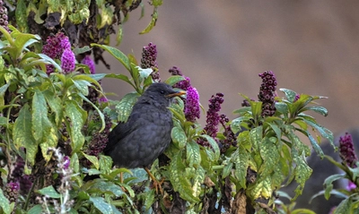 Alcalde de Cali, Alejandro Eder, anunció ante el Secretario General de la ONU, la semana mundial de la biodiversidad que se realizará cada año en Cali