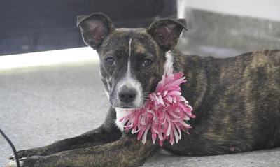 Adopta con el corazón y transforma la vida de un animal compañero