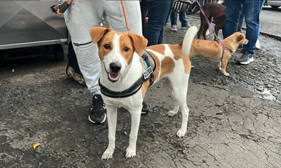 Cali demuestra su amor por los animales: más de 700 participaron en jornada masiva