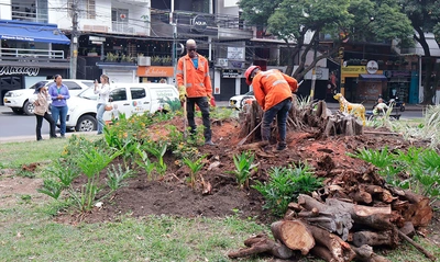 Avanza la recuperación del Parque del Perro: Dagma supervisa la extracción de un gigantesco tocón