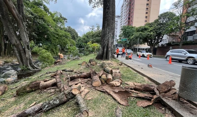 Avanza en Cali la mitigación de riesgos con árboles afectados por diferentes factores