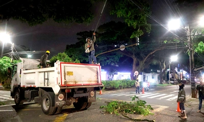 Cuadrilla de Emergencias Arbóreas del Dagma realizó poda de samanes notables en Ciudad Jardín