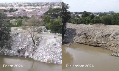 Más de veintinueve mil metros cuadrados del jarillón del río Cauca han sido recuperados ambientalmente