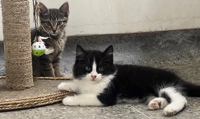 Un nuevo integrante en casa: consejos esenciales para la llegada de perros y gatos